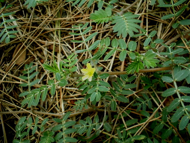 Tribulus terrestris / Tribolo comune